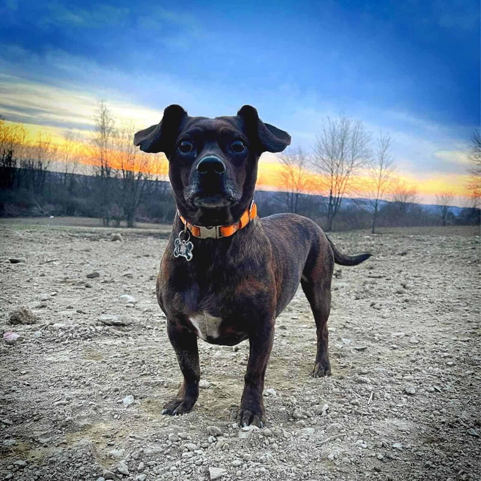 el hermoso Bo-Dach se para y mira a la cámara