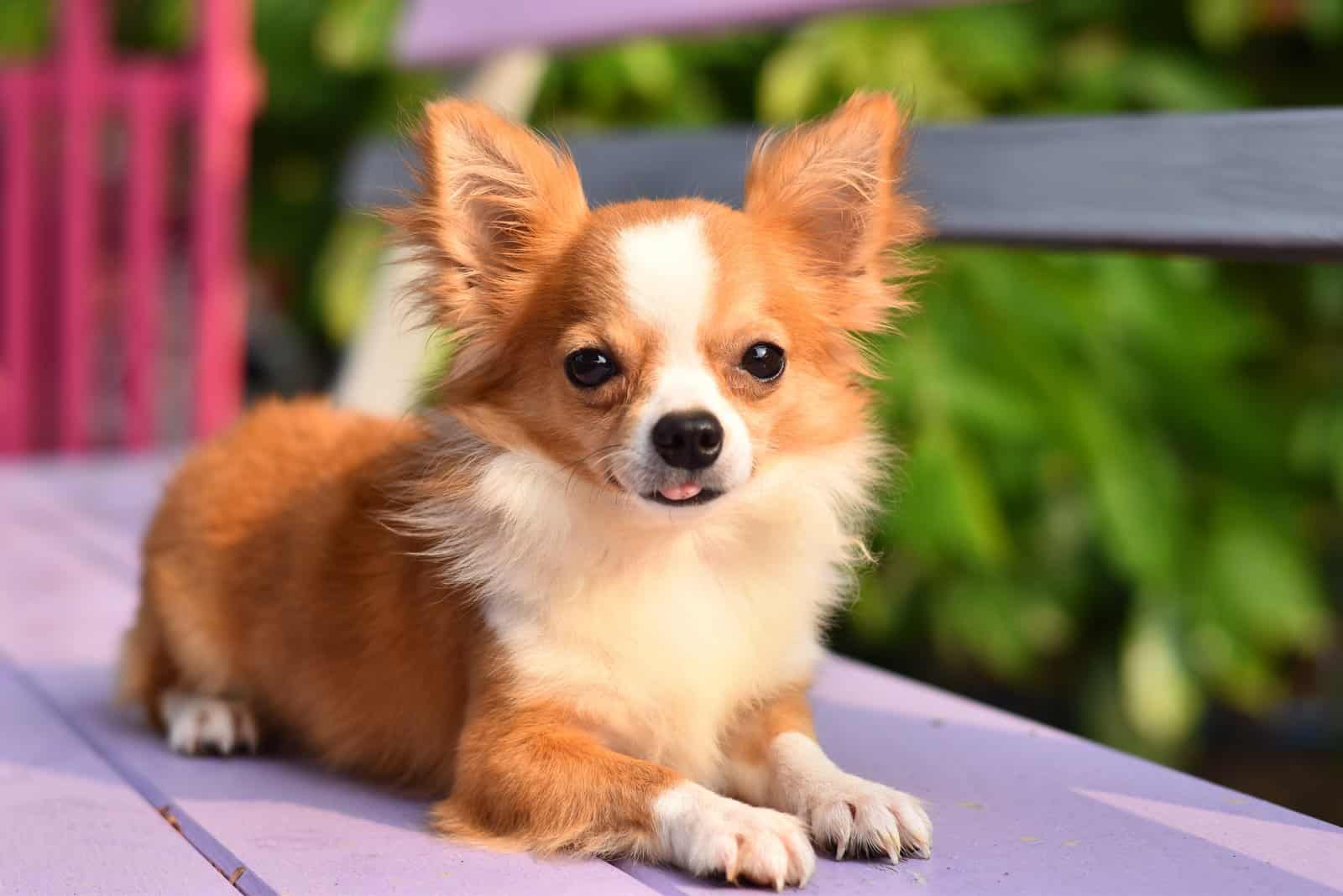 el hermoso Chihuahua se acuesta y descansa