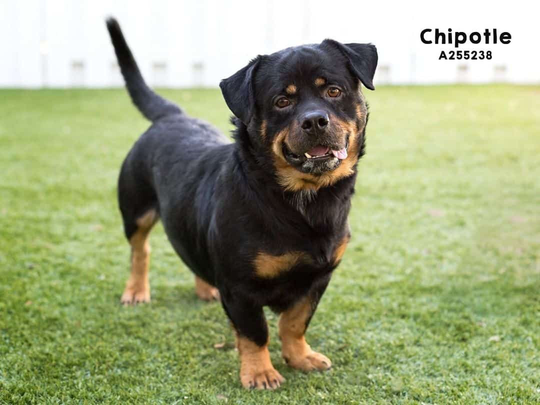 el hermoso Dachsweiler está en la hierba