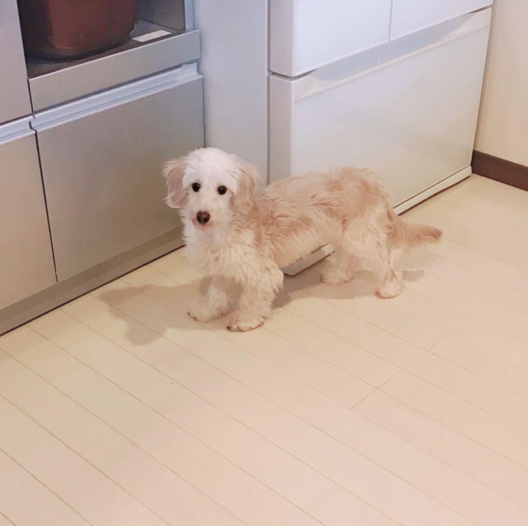 el hermoso Doxiepoo está en la cocina