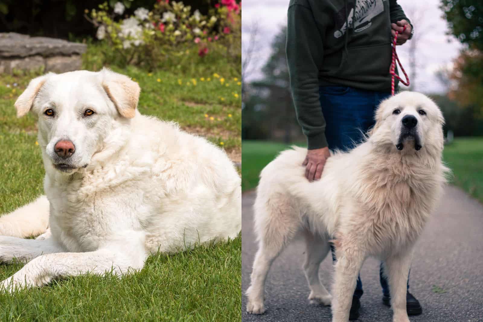 el hermoso Perro de Pastoreo Maremmano y Gran Pirineo descansan