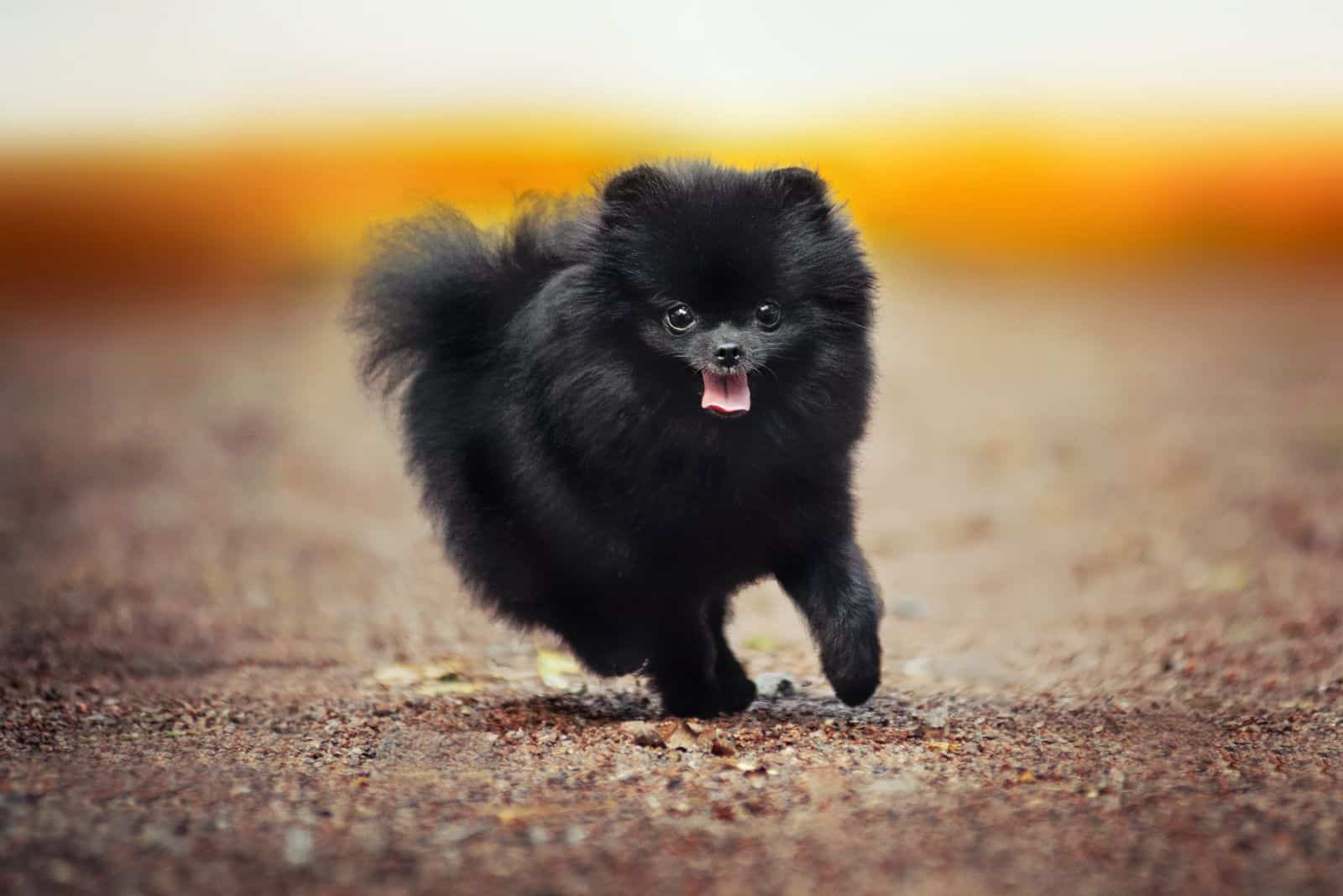el hermoso pomerania negro está corriendo