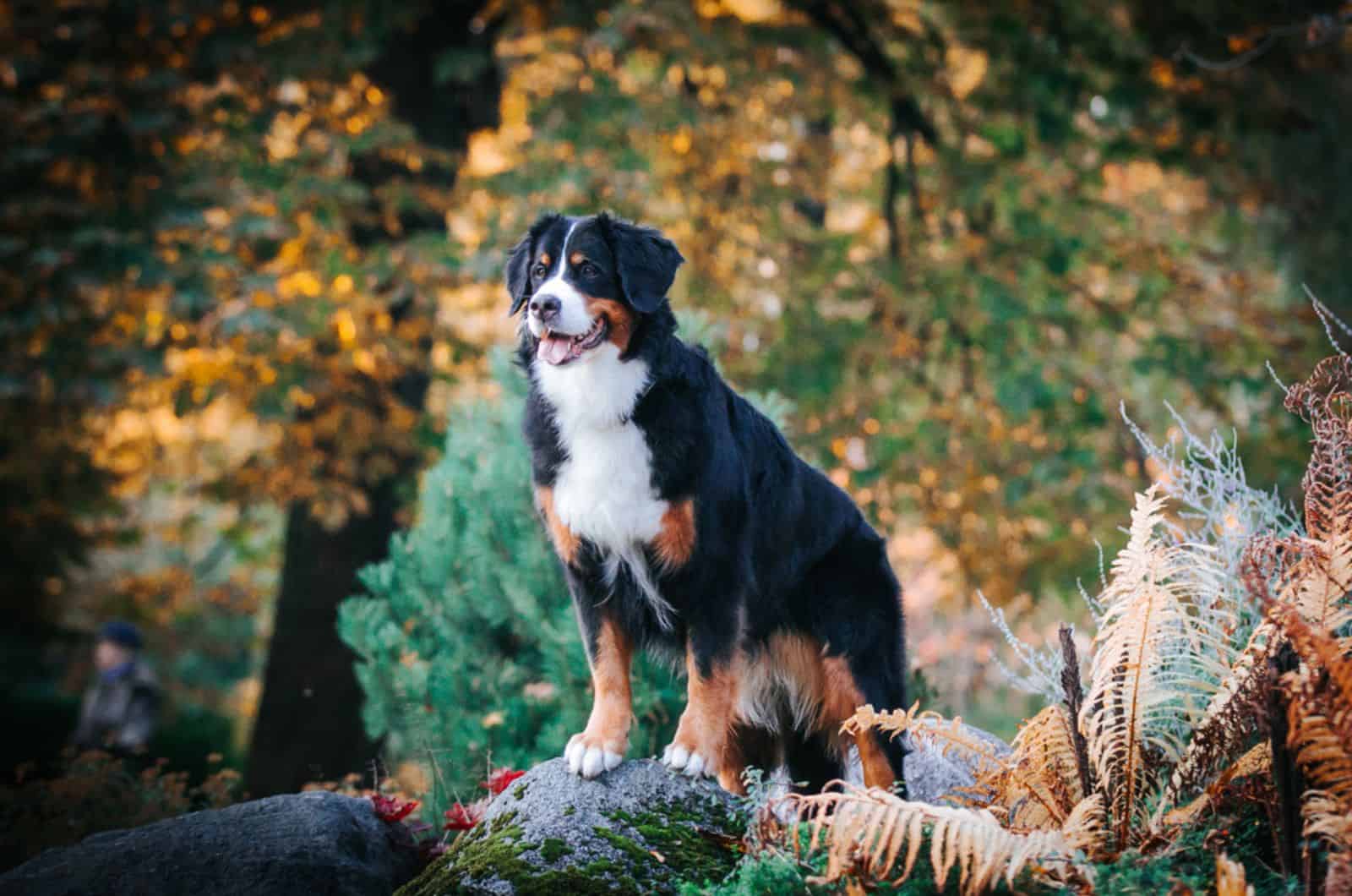 el perro de montaña de Bernese en la naturaleza