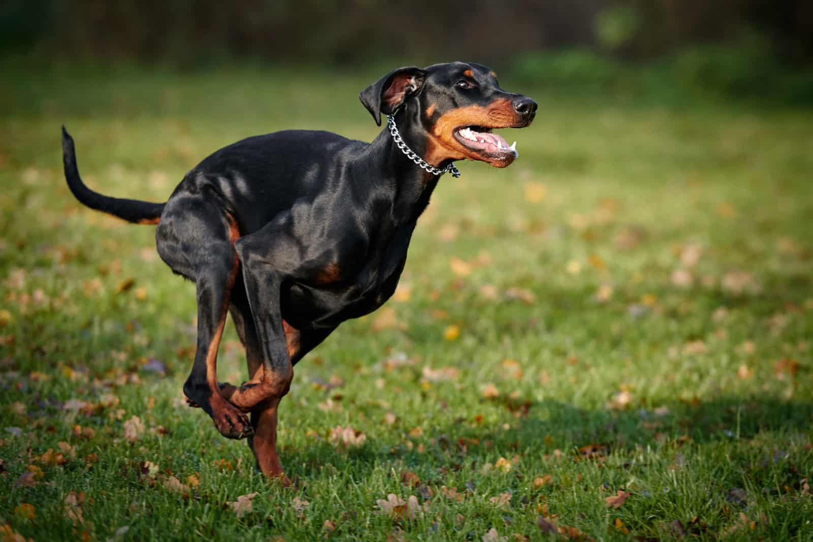 el Doberman negro corre
