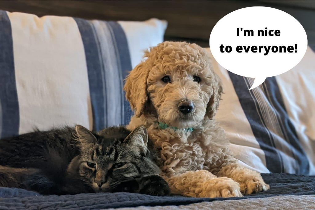 el gato está acostado junto al goldendoodle en el sofá