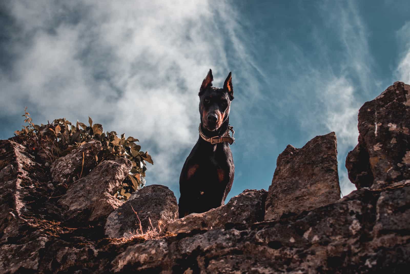 el Doberman está en el borde de una roca
