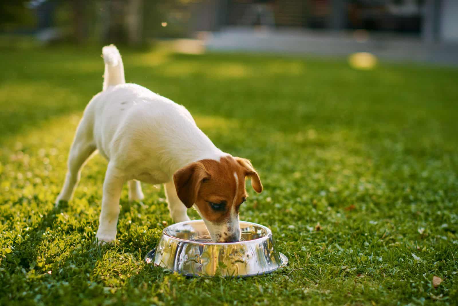 el perro bebe agua del tazón