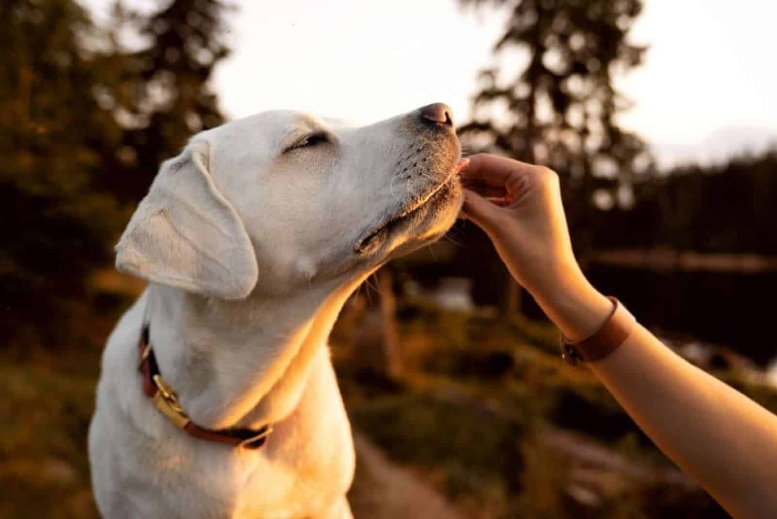 el perro come un higo