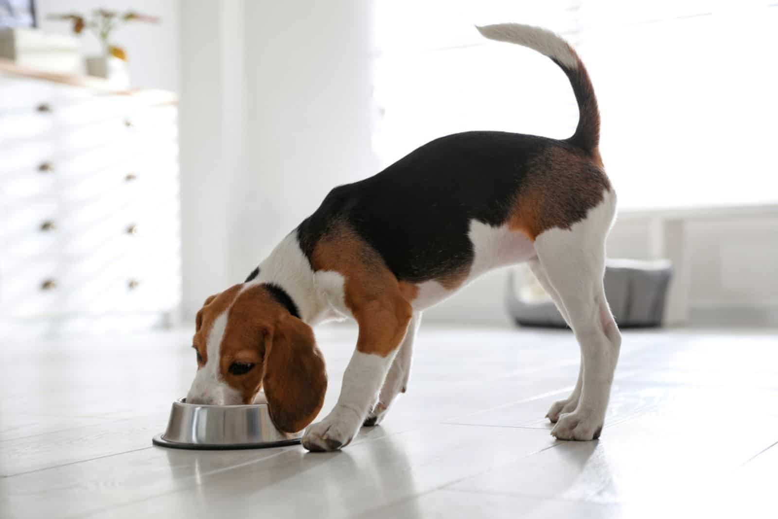 el perro come del recipiente