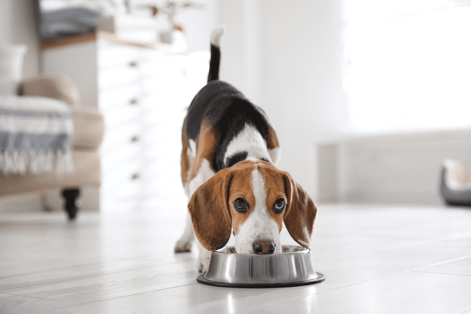 el perro come del tazón de comida