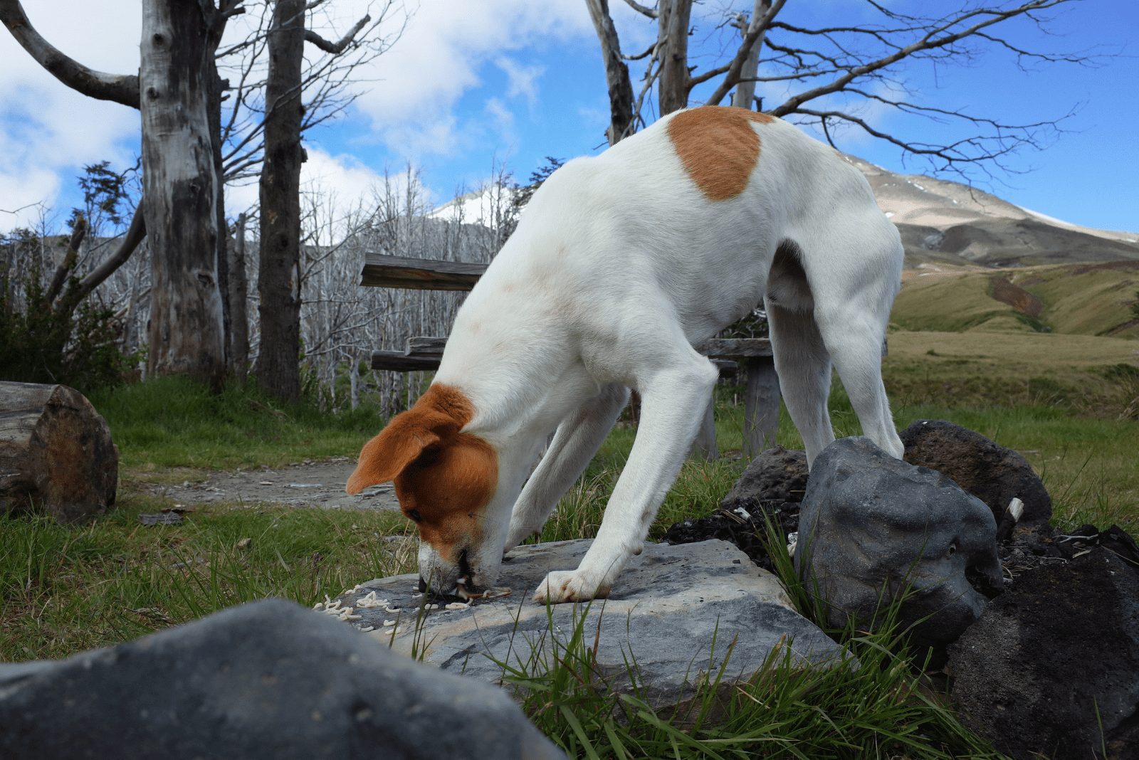 el perro come en una piedra y arquea su espalda
