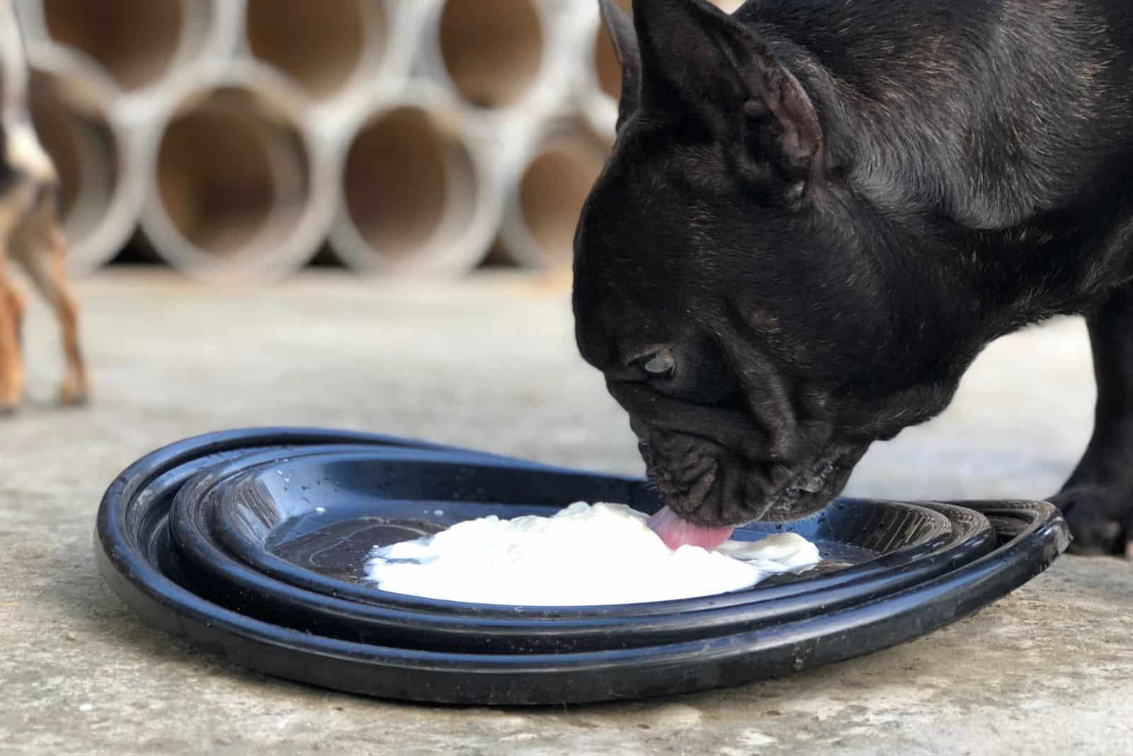 el perro come yogur
