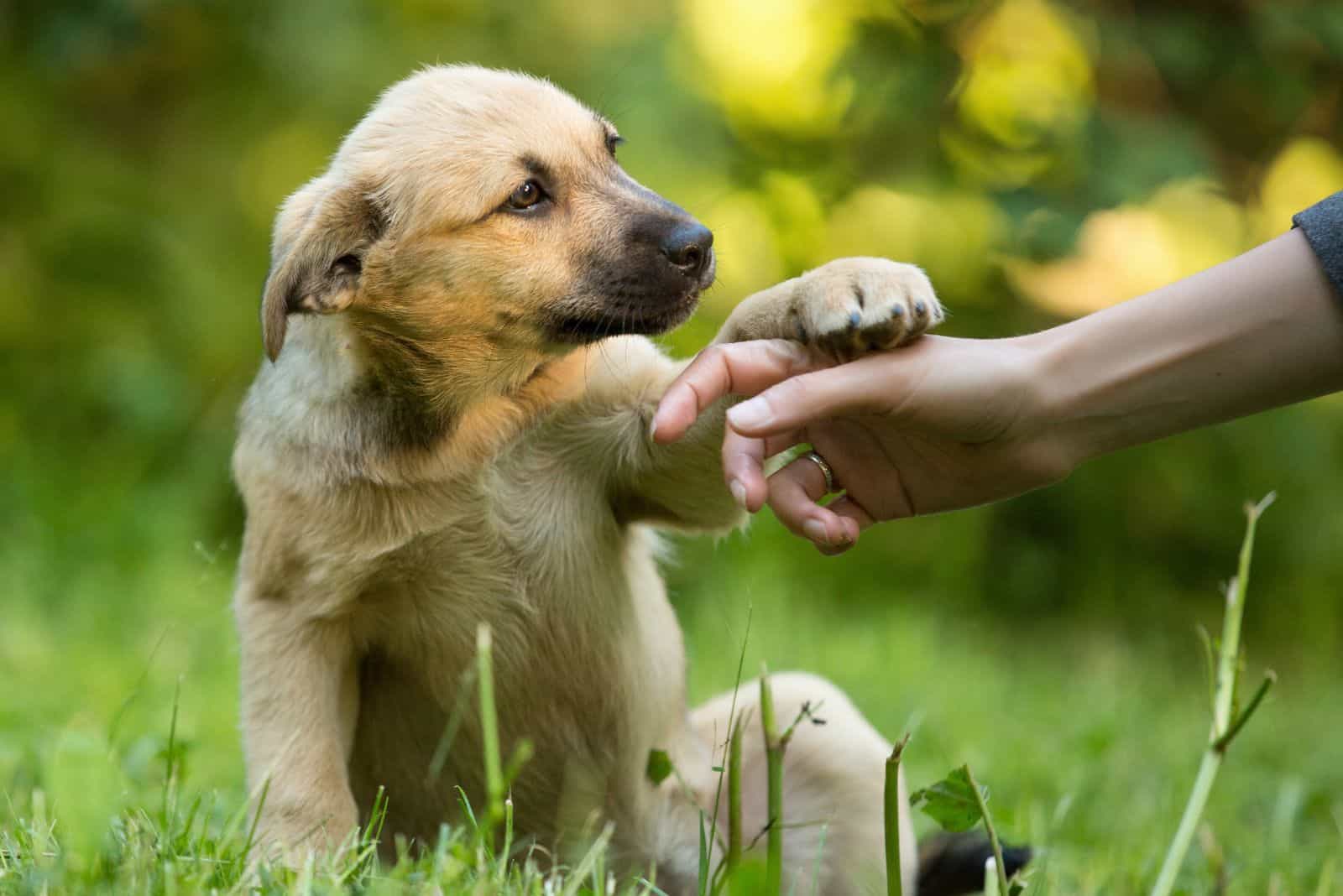 el perro le da una pata a la mujer