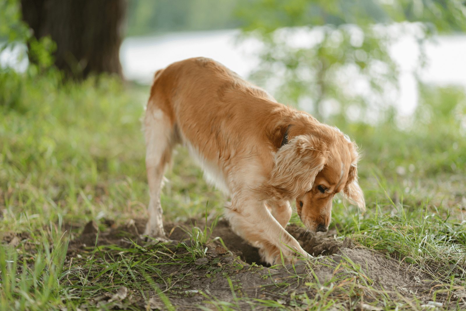 el perro está cavando un agujero en el jardín