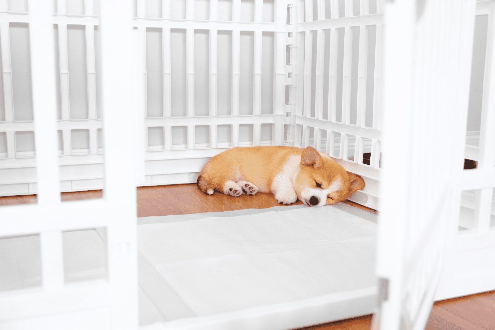 el perro está acostado en la jaula