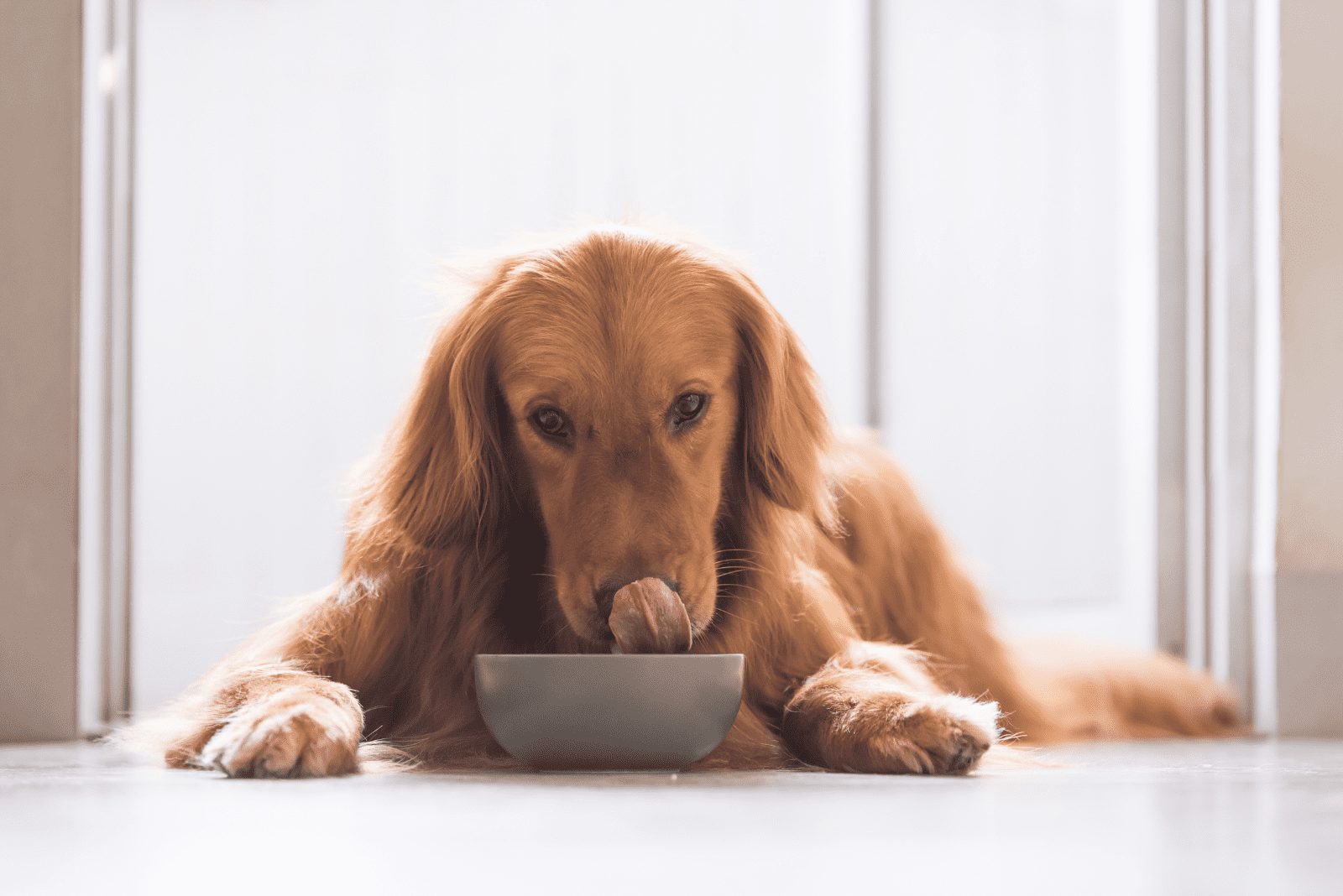 el perro está acostado junto al plato de comida