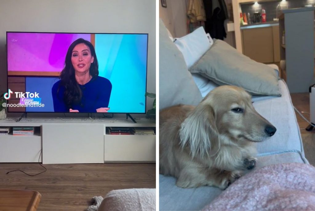 el perro está acostado en el sofá y mirando de reojo