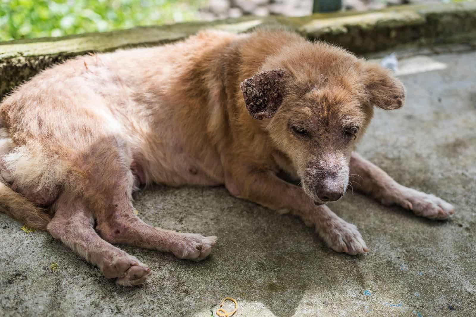 el perro está acostado en el pavimento