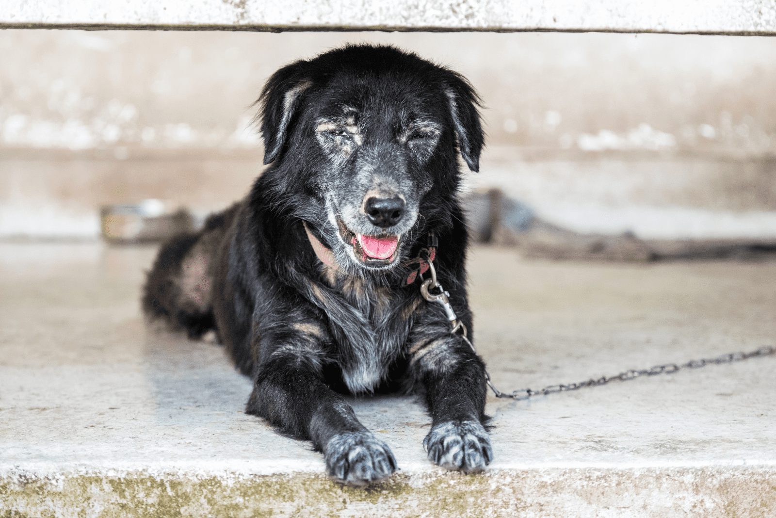 el perro está tumbado en la acera