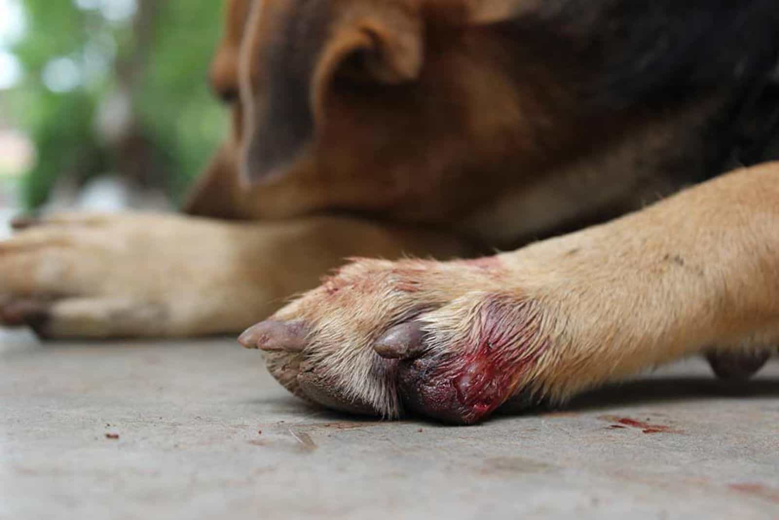 el perro está acostado con una costra en su pata