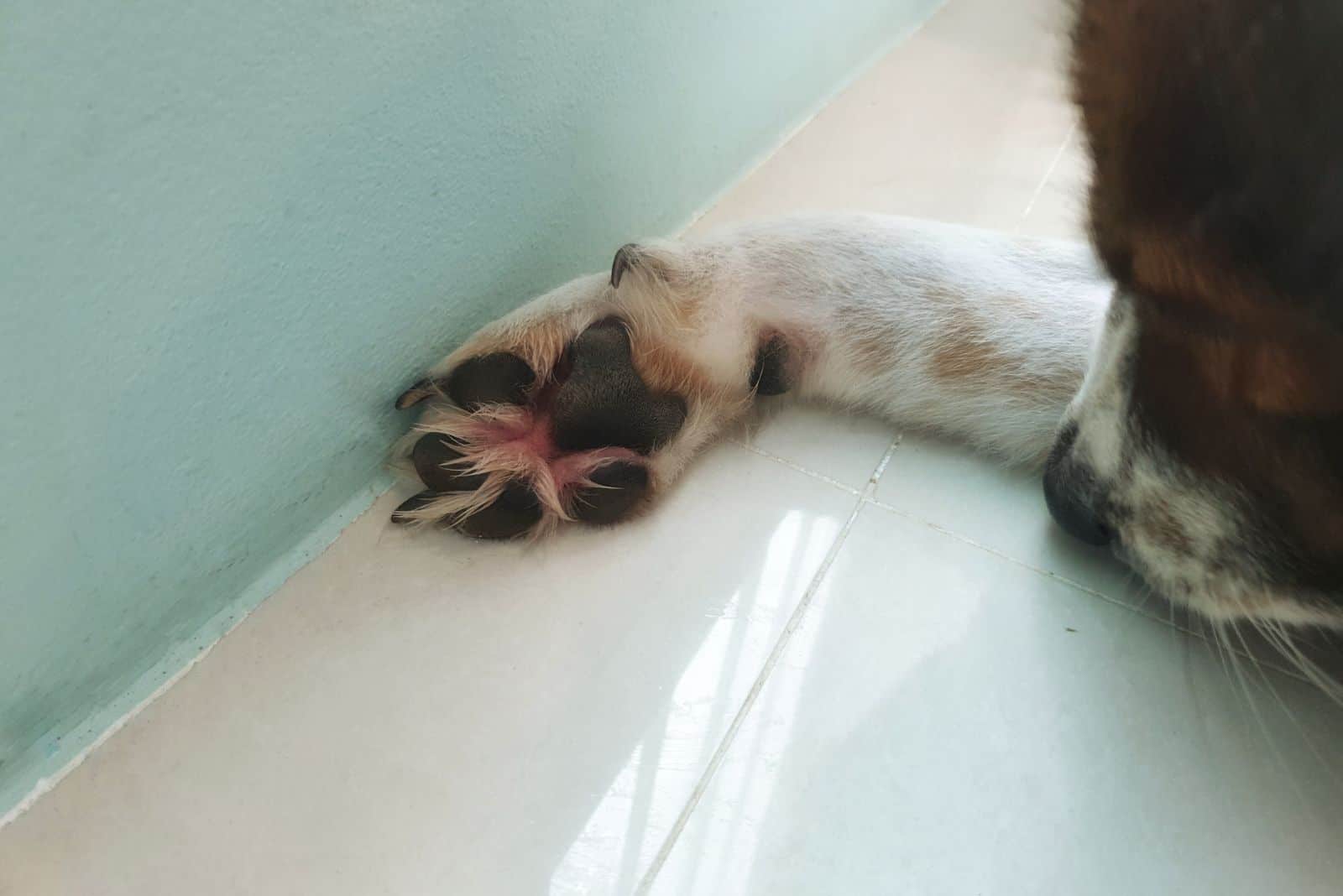 el perro está acostado con su pata extendida