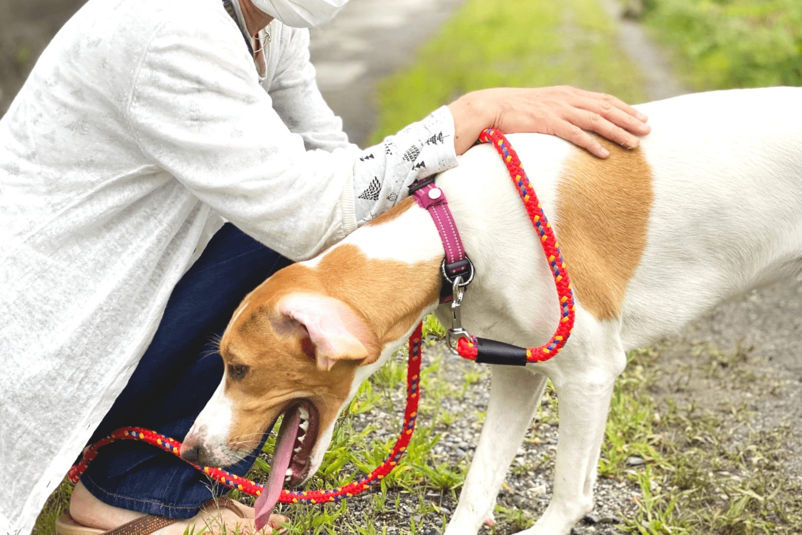 el perro está nauseabundo