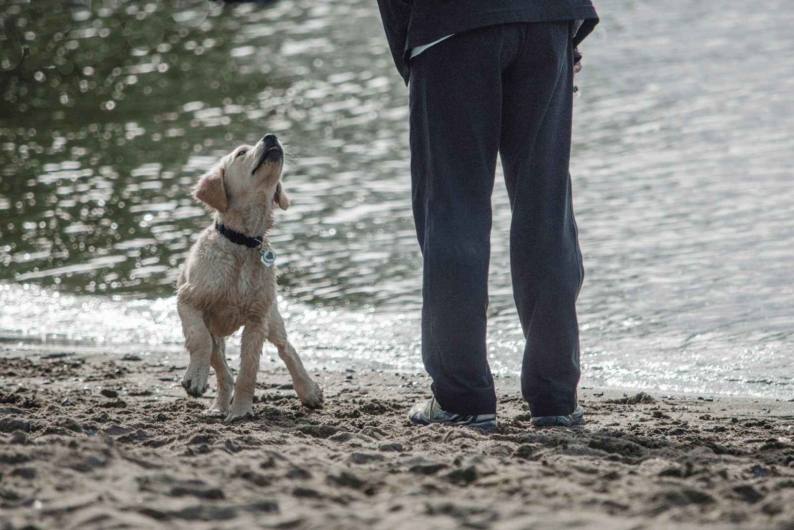 el perro está jugando en la playa