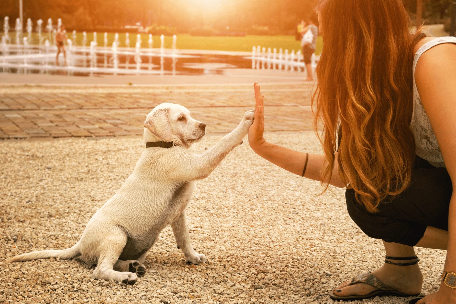 el perro está jugando con la mujer