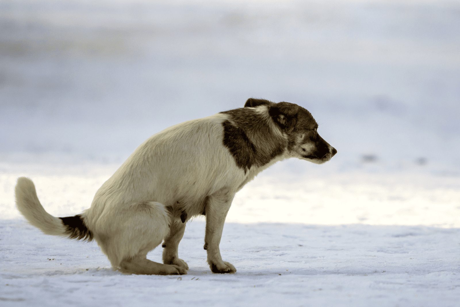 el perro está sentado en la nieve y defeca
