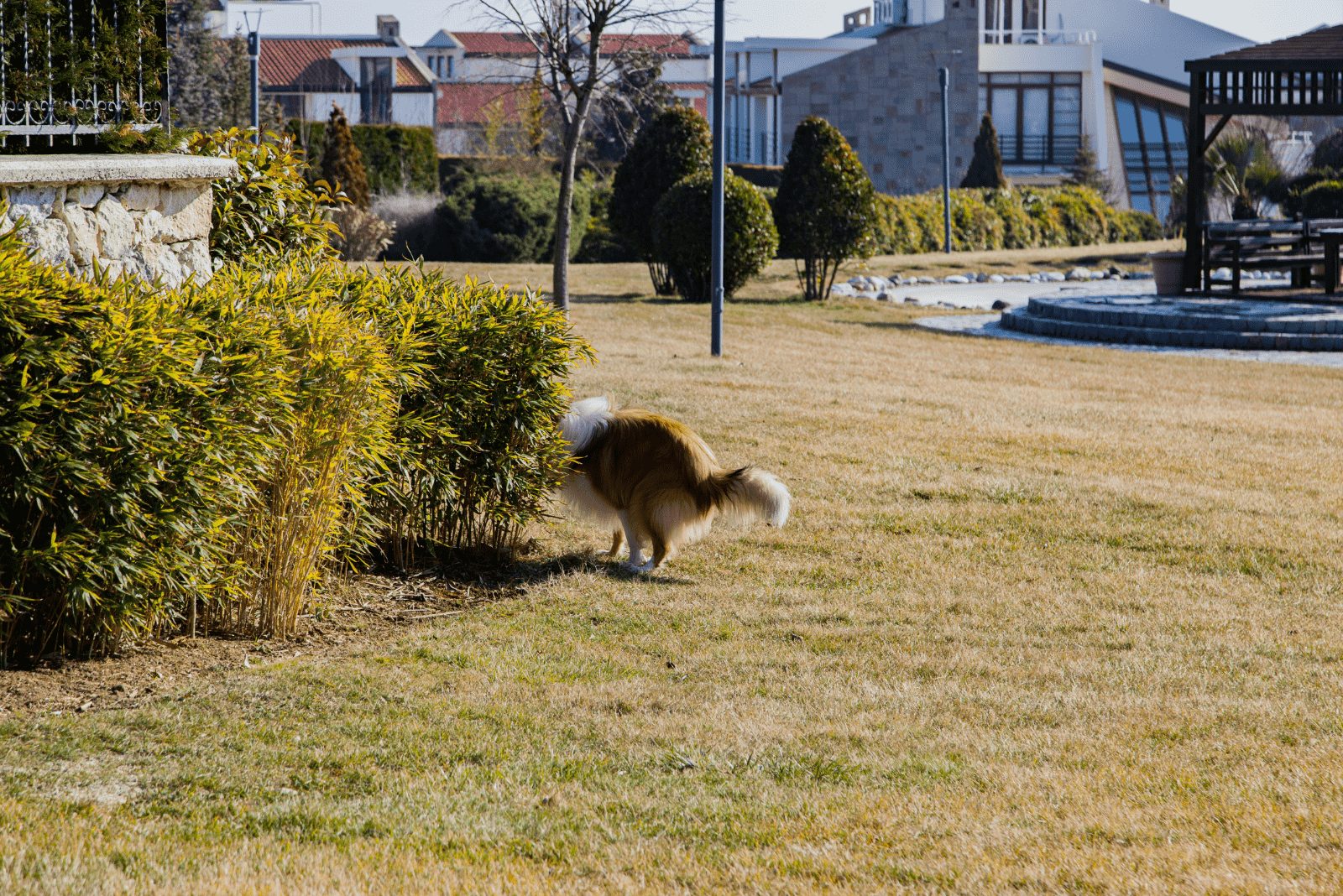 el perro está junto a los arbustos mientras defeca