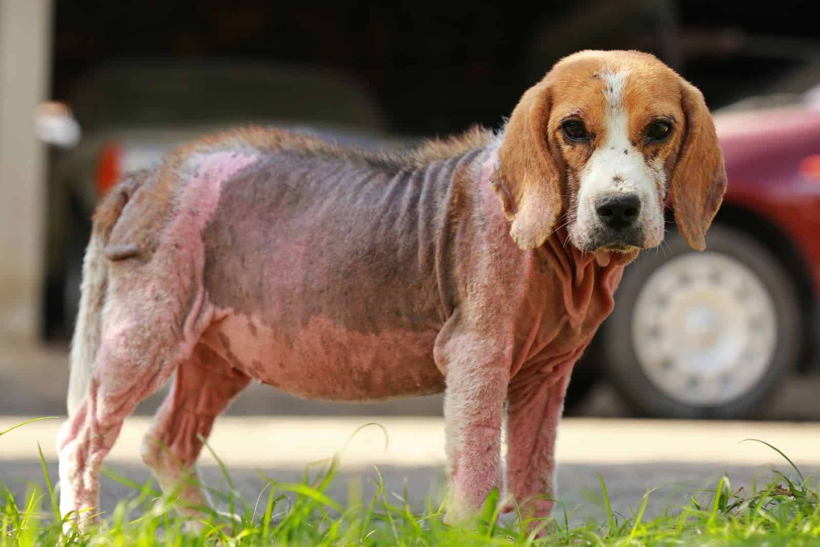 el perro está de pie en la calle