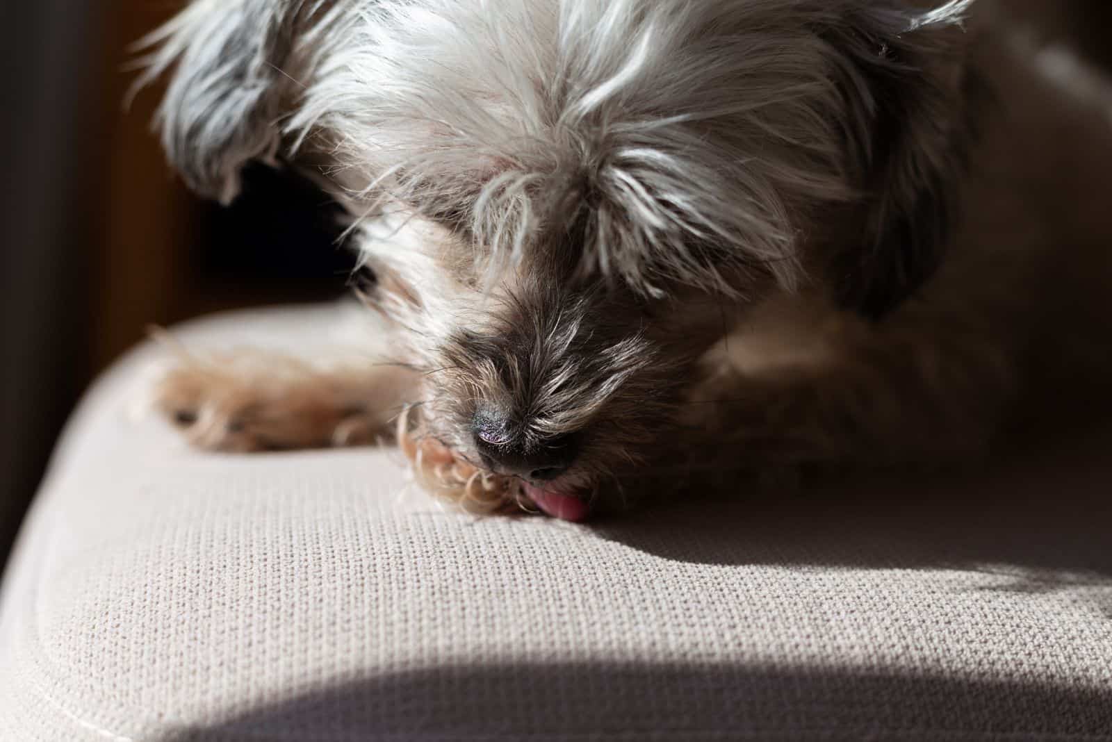 el perro se lame la pata