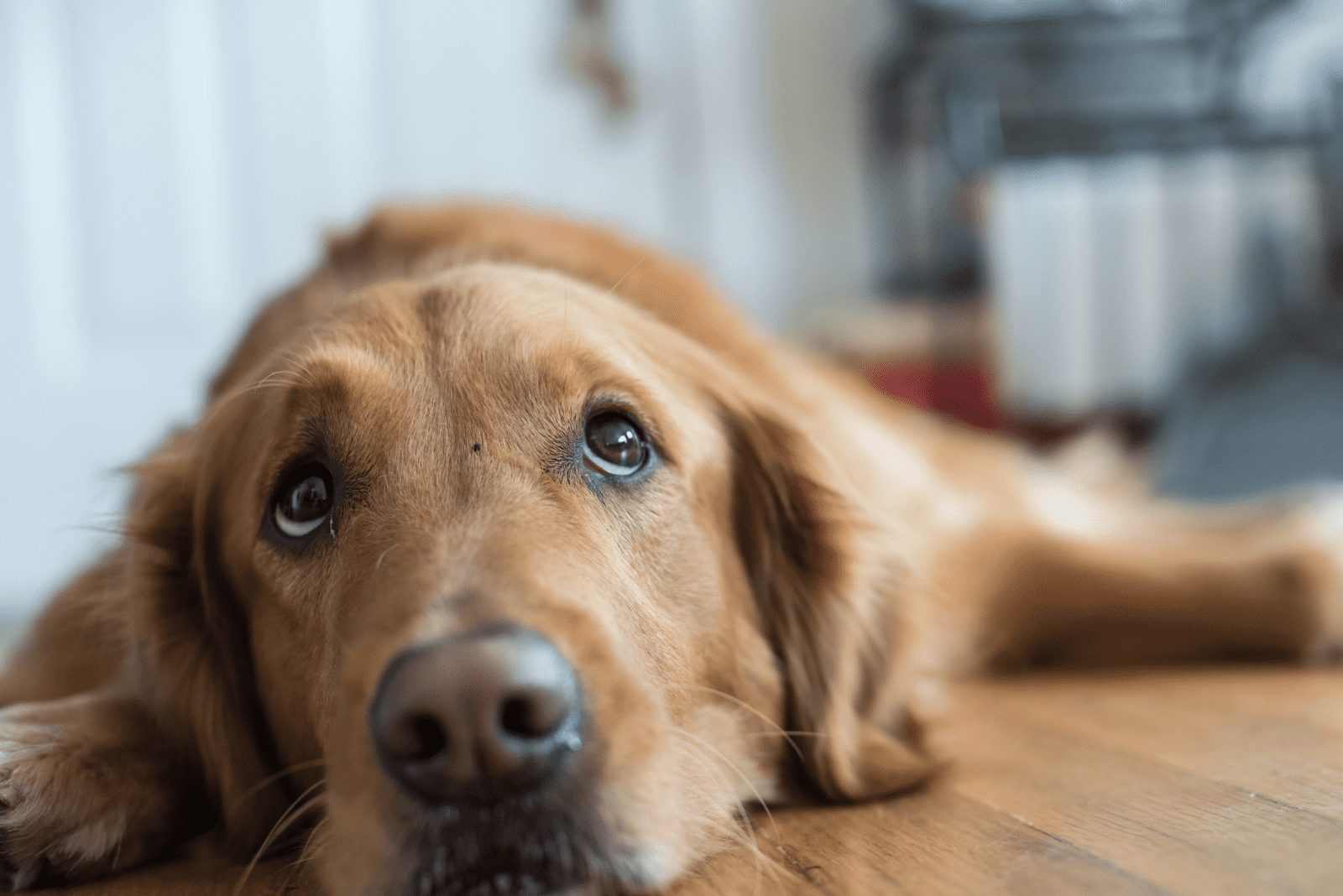 el perro yace sobre el laminado