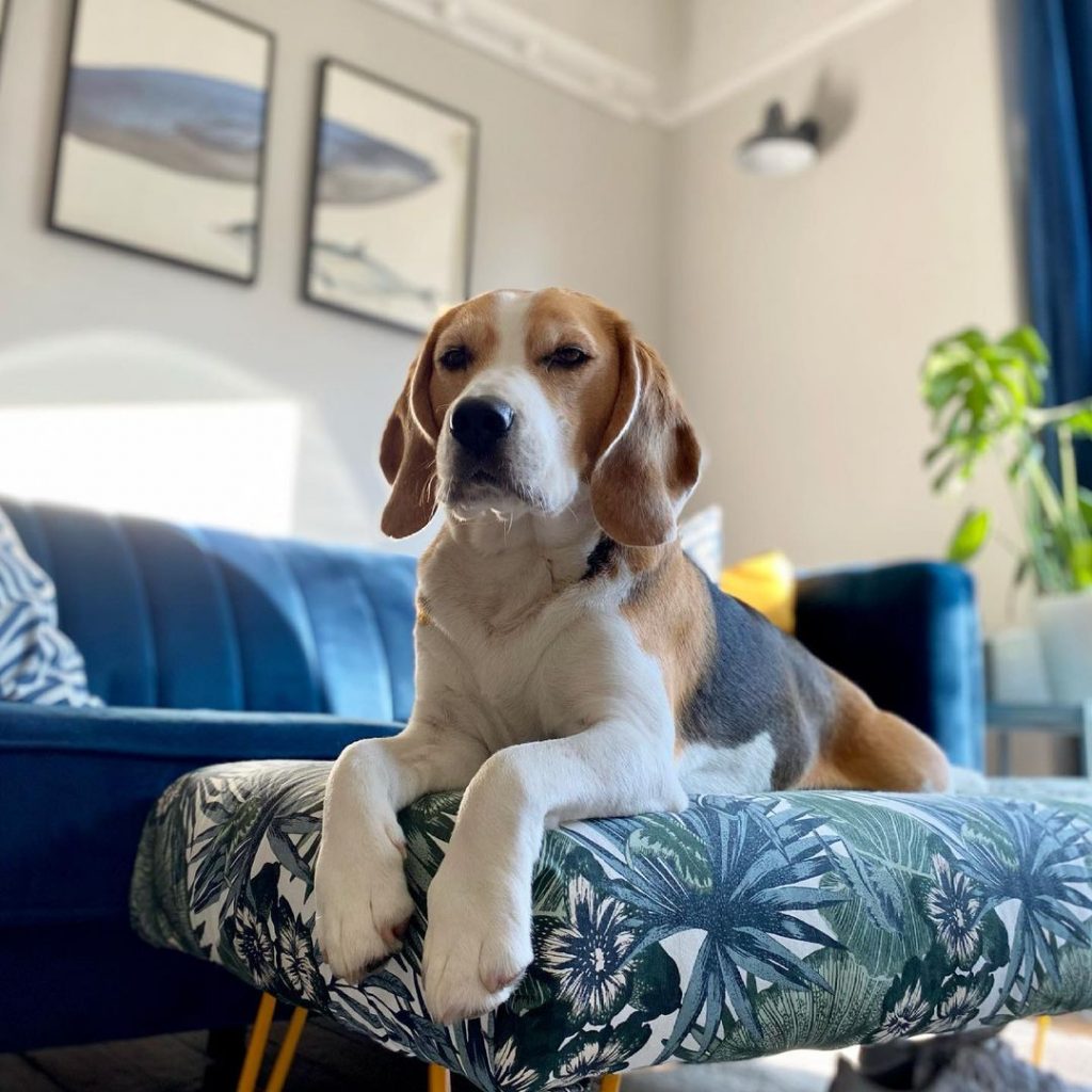el perro se tumba en el sofá y observa