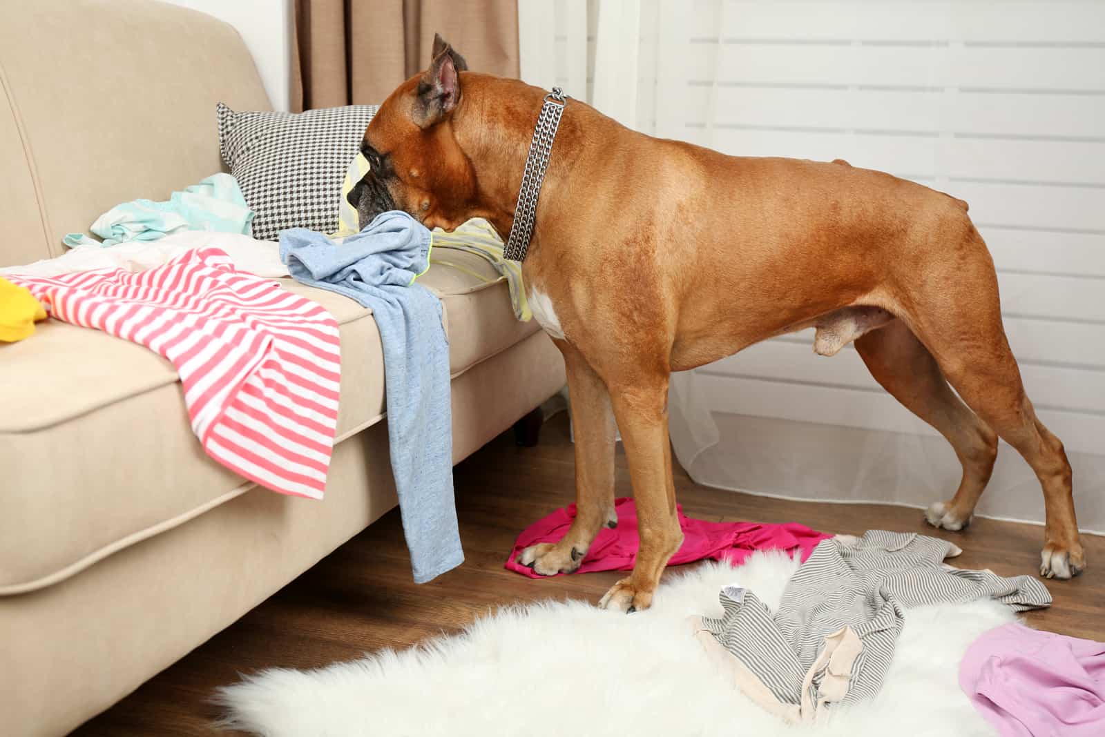 el perro mordisquea ropa