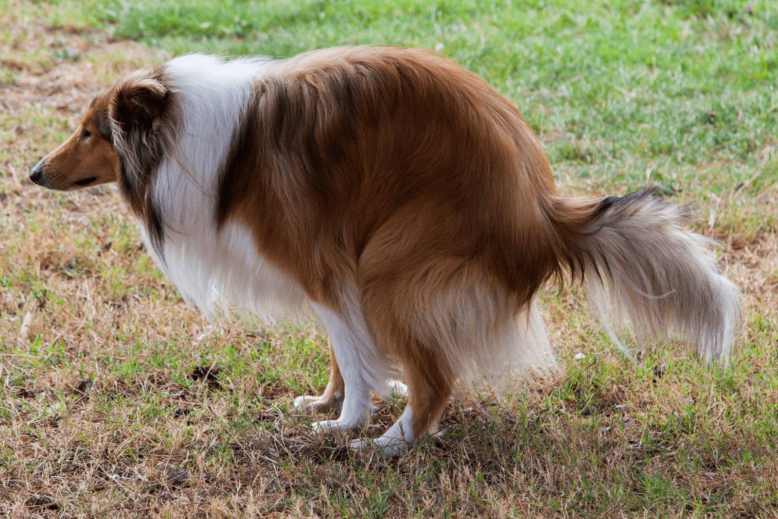 el perro hace popo en el prado