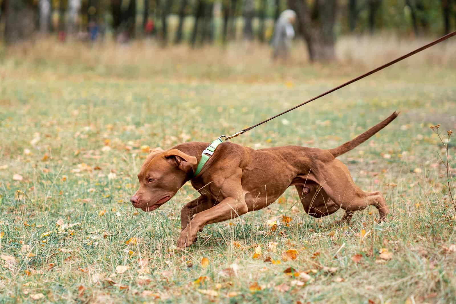 el perro tira de la correa