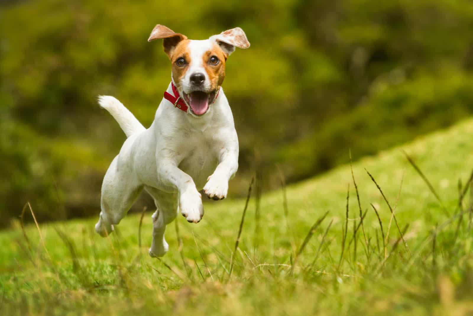 el perro corre por el campo