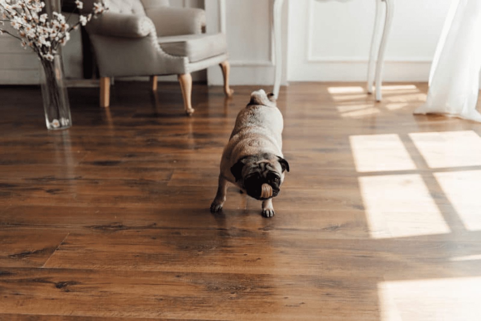 el perro rasca el suelo