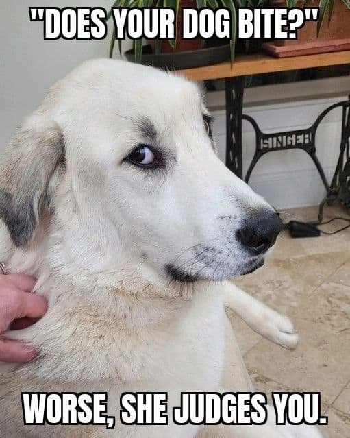 el perro se sienta y mira al dueño a través del ojo