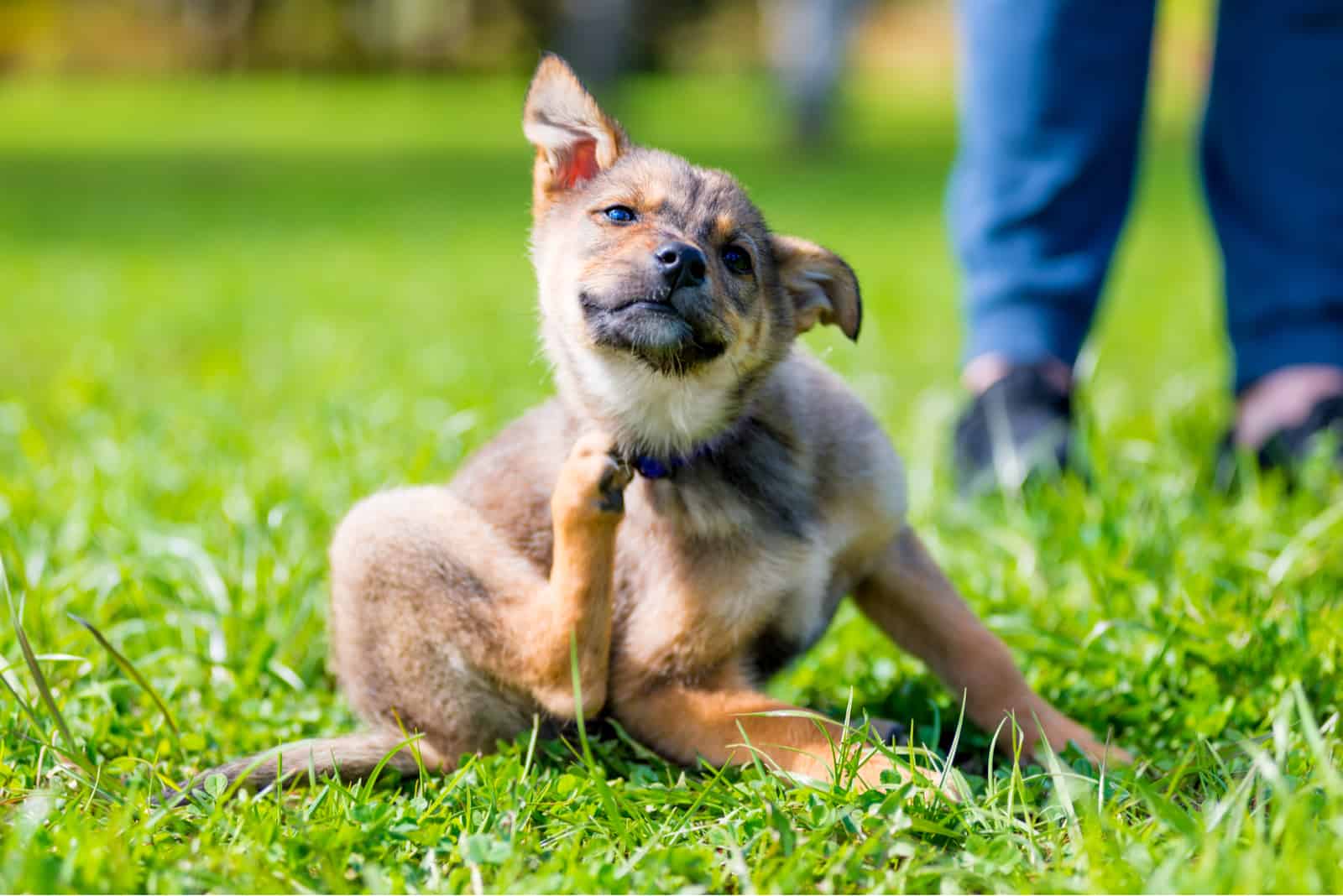 el perro se sienta en el césped y se rasca