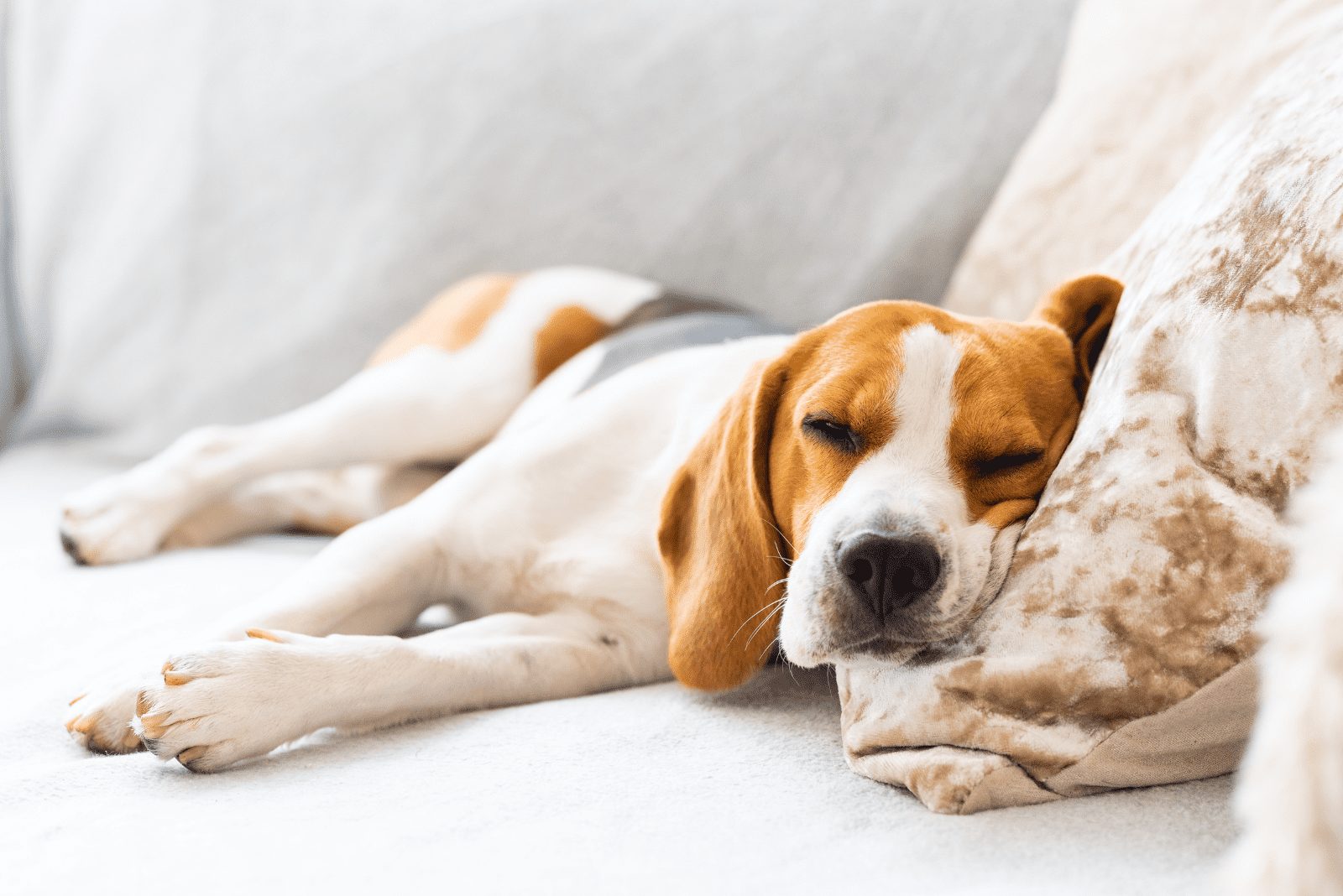 el perro duerme en el sofá