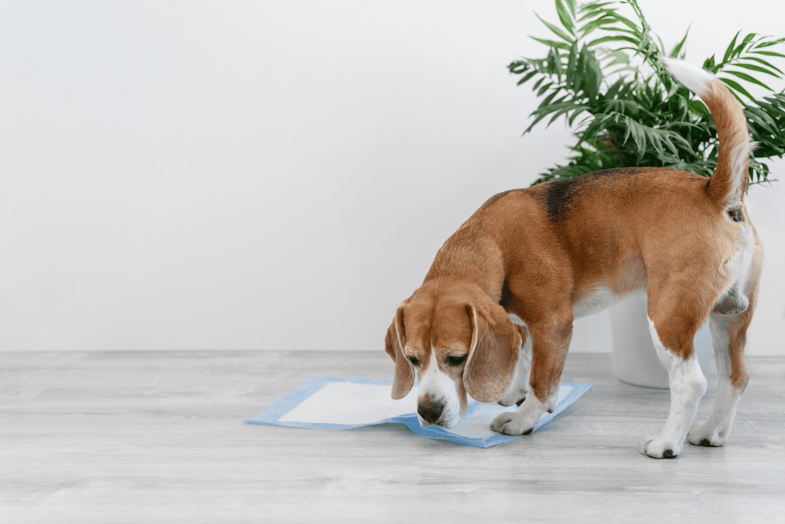 el perro huele el pañal