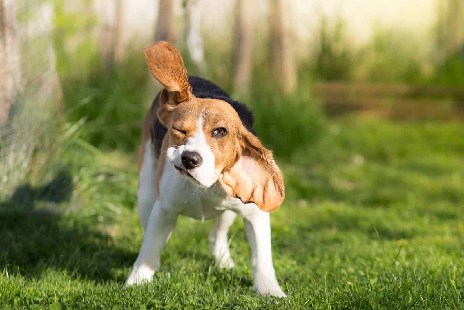el perro está en el prado y da la pata