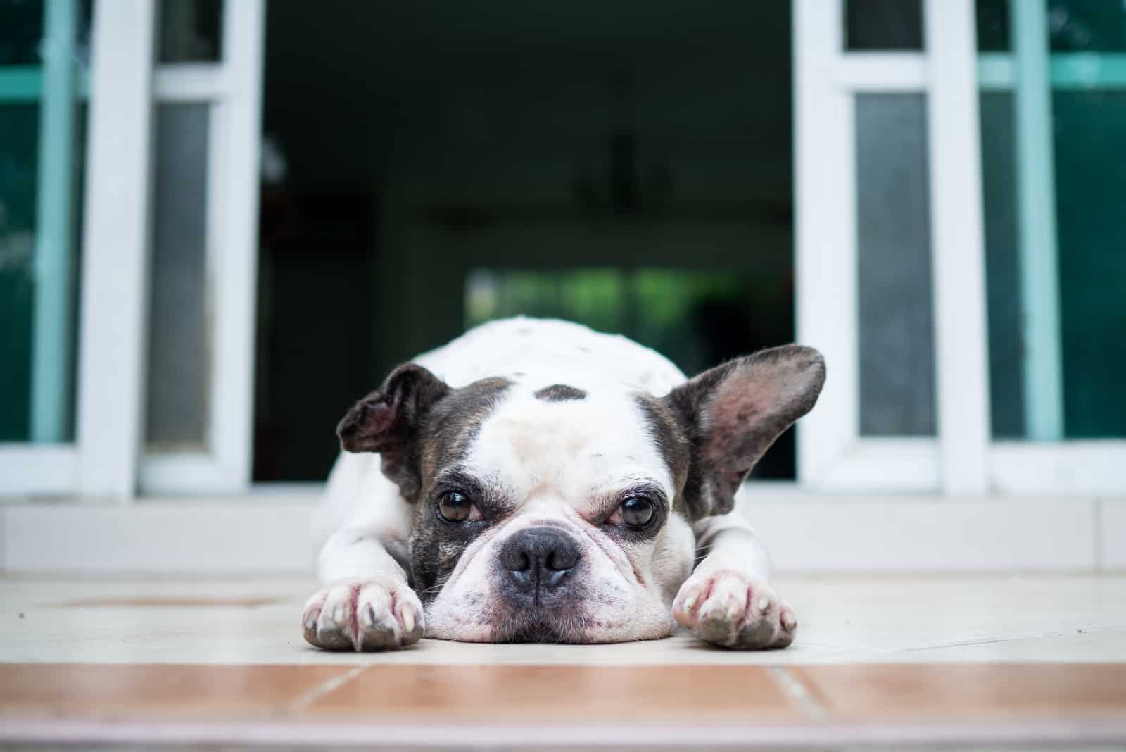 el bulldog francés yace afuera
