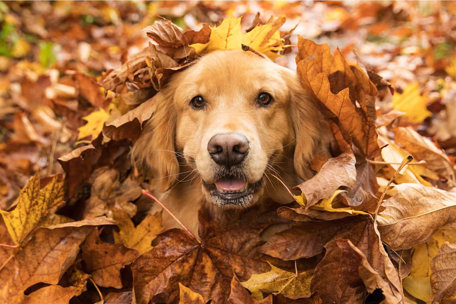 el golden retriever yace en las hojas