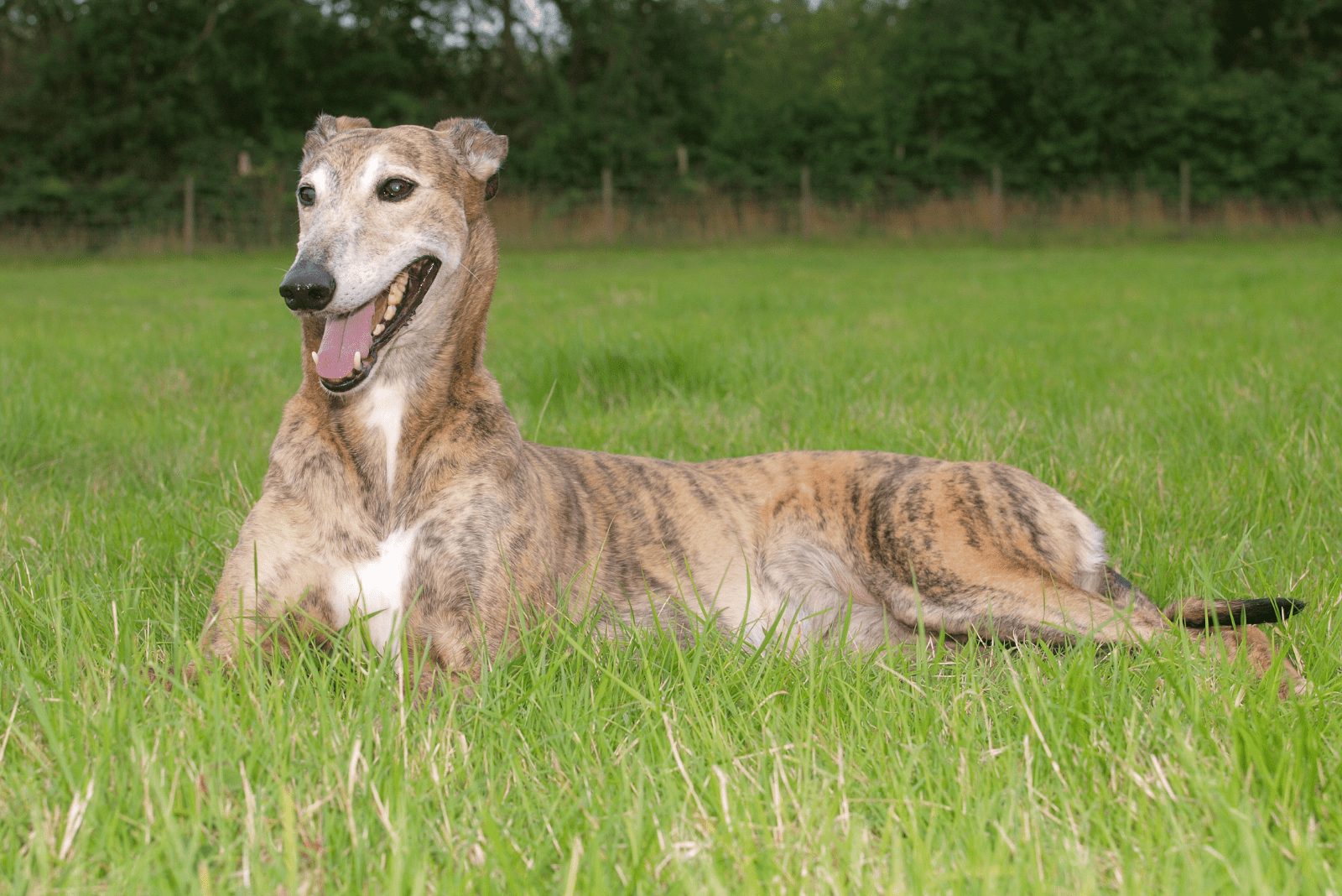 el galgo yace en el campo