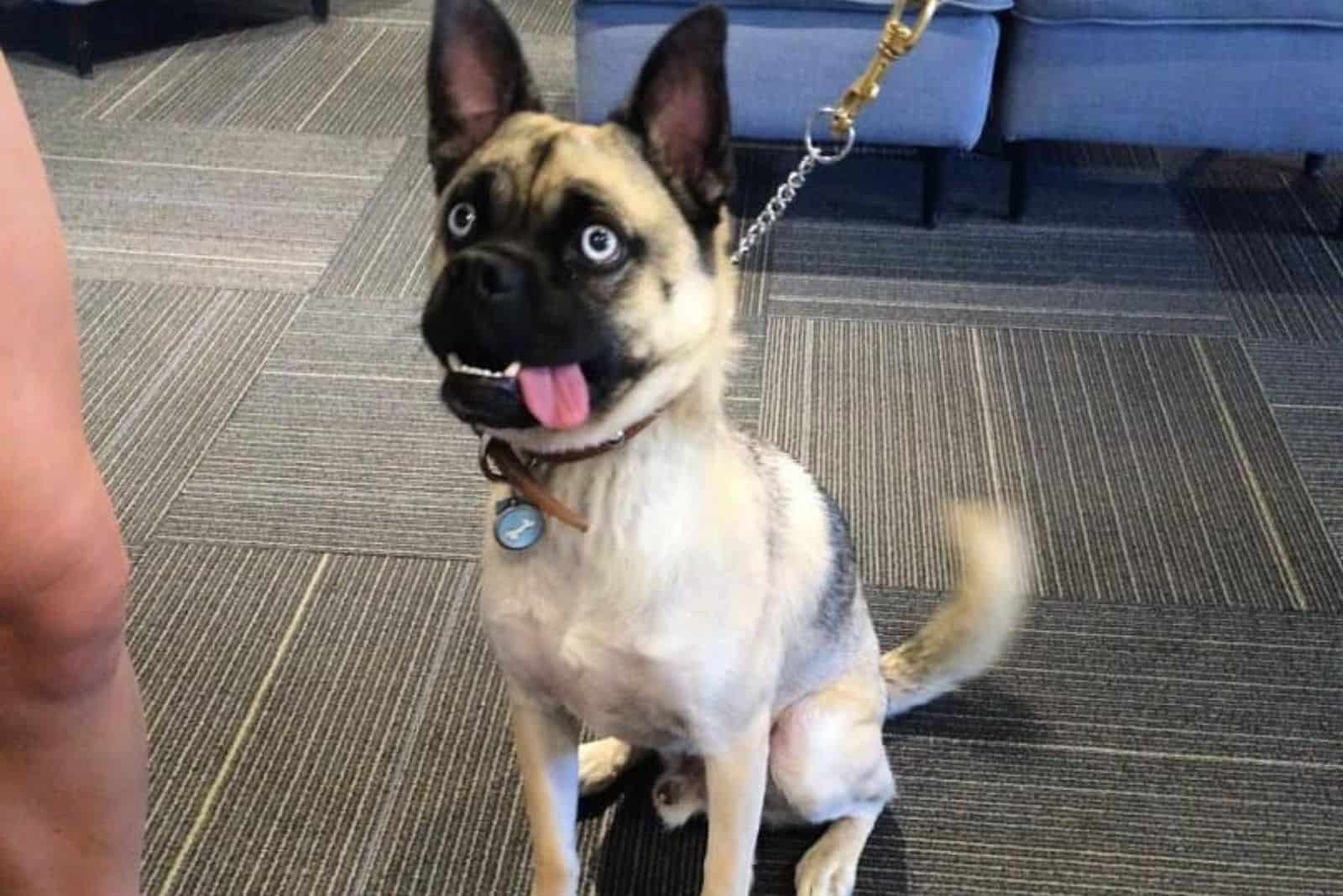 el perro hug en interiores
