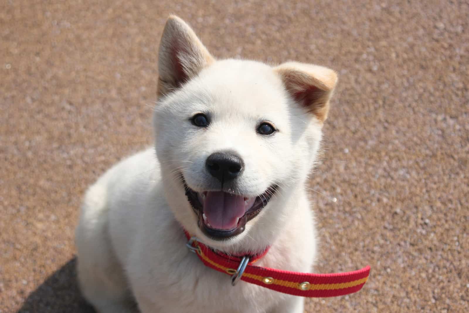 el cachorro jindo se sienta y mira a la cámara