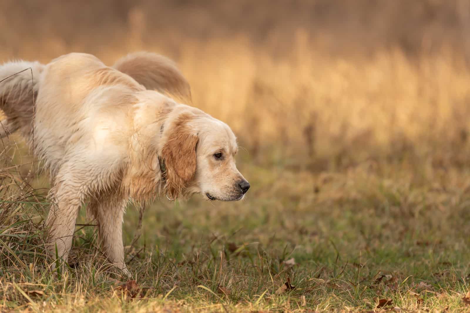 el labrador orina